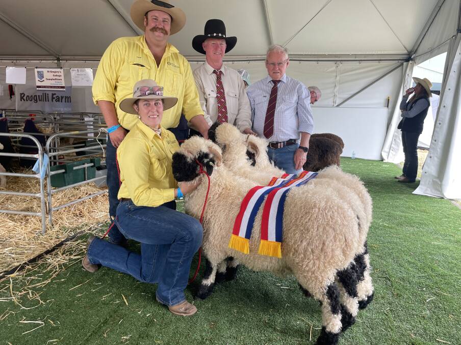 Alicia McConnell and Dave Whittaker, Alora Prestige studs, Dubbo, with their Valais Blacknose breed group, with Mick Bichsel asssiting and judge Kelvin Kronk, Old Junee. 