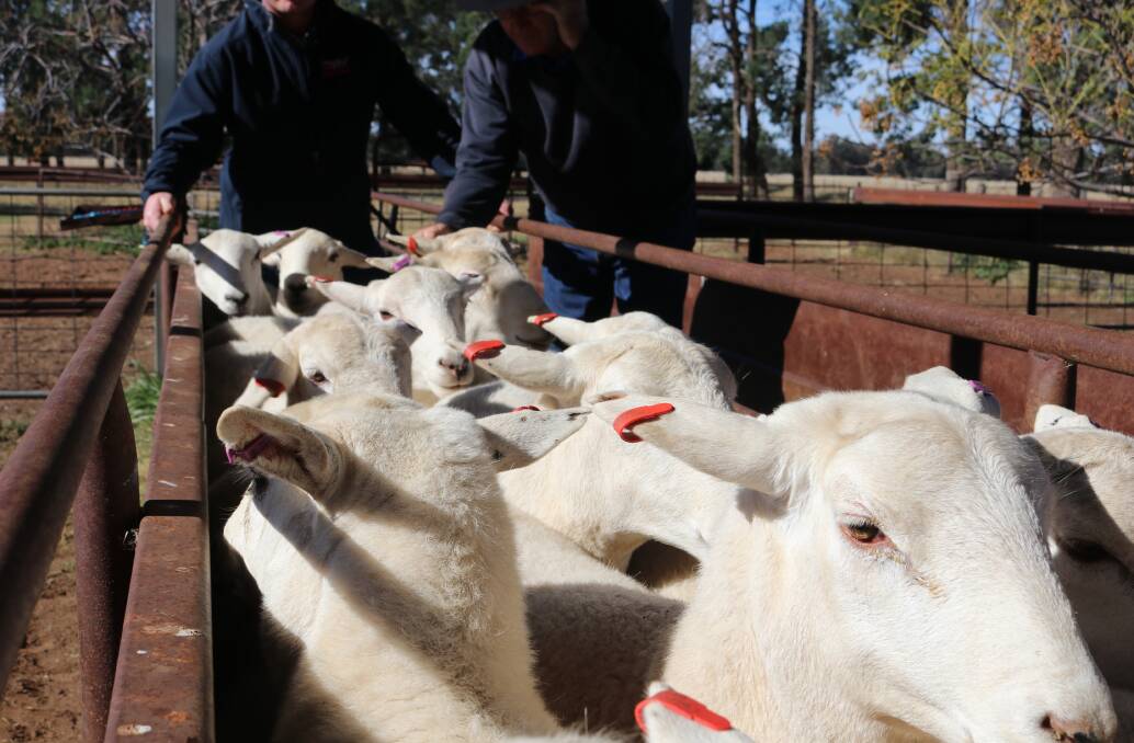 Australian White ewes near West Wyalong identified with the red tag ensuring the Tattykeel Certified provenance of the sheep. Photo: QPL, Temora