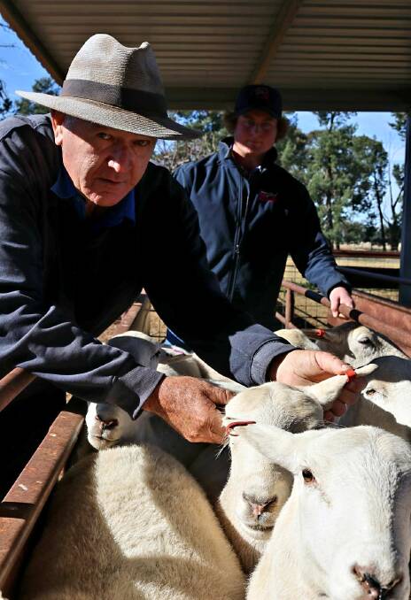 Colin Adler sold Tattykeel Certified Australian White ewes for $988.
