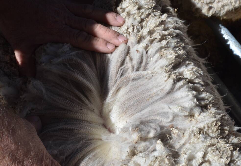 A Merino fleece with nearly 12 months growth, which had taken in a lot of dust during recent drought conditions. 