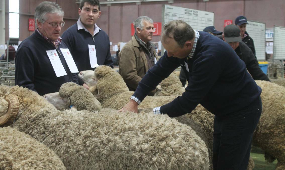 Judging a Merino class during the 140th Australian Sheep and Wool Show. Photo: AgTrader
