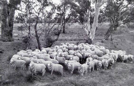 Photo of Merino rams at Haddon Rig featured in Pastoral Homes of Australia.