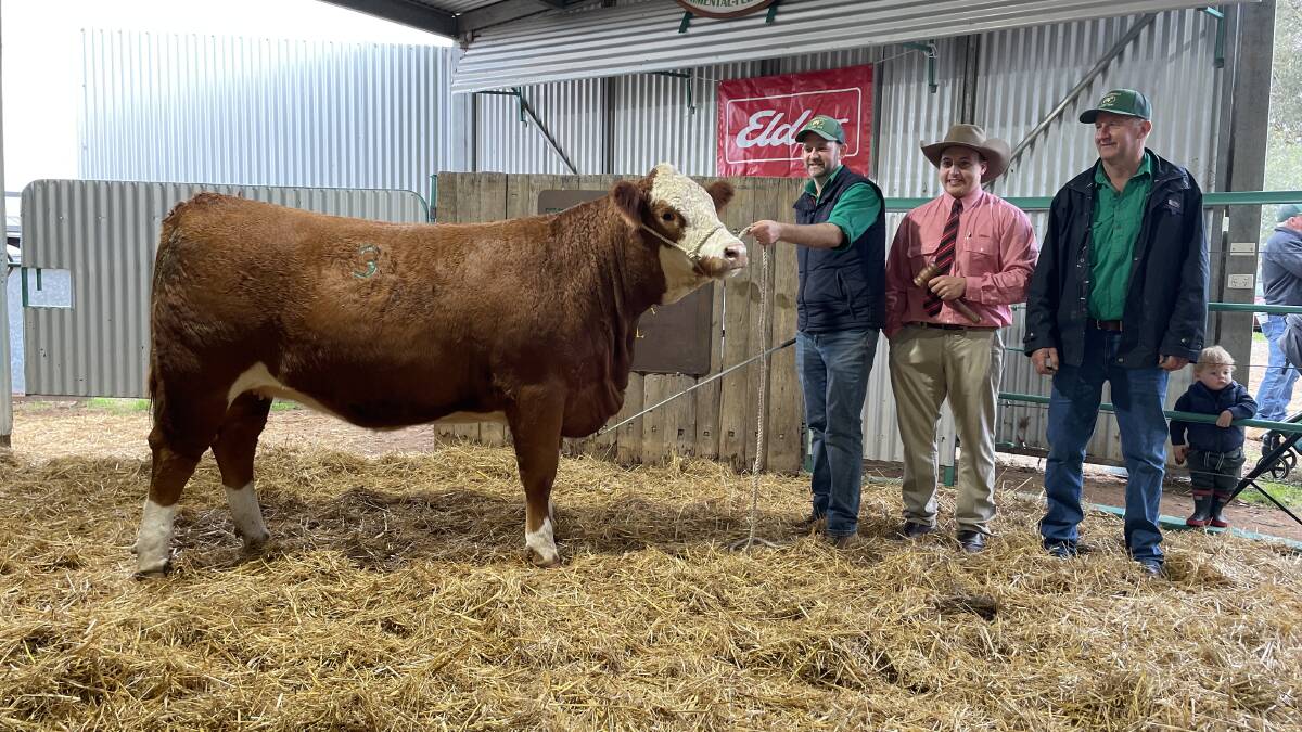 Tennysonvale Razell (PP) sold for $22,000 through AuctionsPlus was paraded by Carl Baldry, with auctioneer Lincoln McKinlay and Ian Baldry looking on.