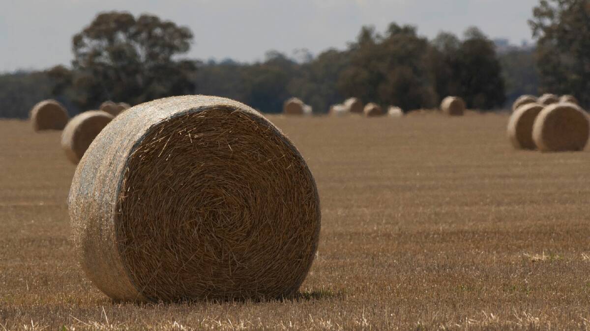 GRDC Crop Protection Officer North Vicki Green said the movement of hay between regions and states had the potential to spread problem weeds. Photo: supplied
