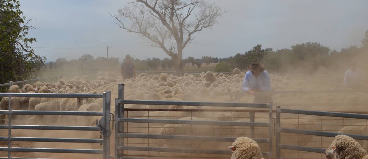 The amount of dust within wool has a direct bearing on price because lower yields reduces the value woolgrowers receive for their greasy wool.