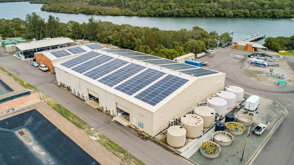 Solar panels at the Port Stephens Fisheries Institute. Photo: suppled