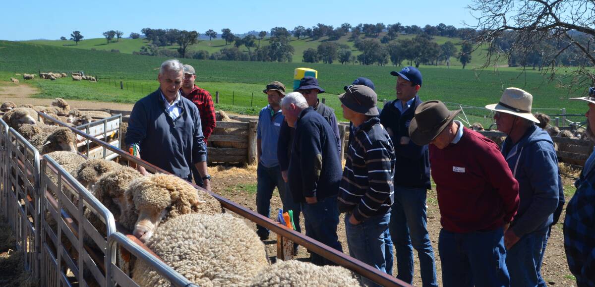 AWI sheep specialist Stuart Hodgson taking woolgrowers through the basic selection criteria at the field day held at Tarcutta.