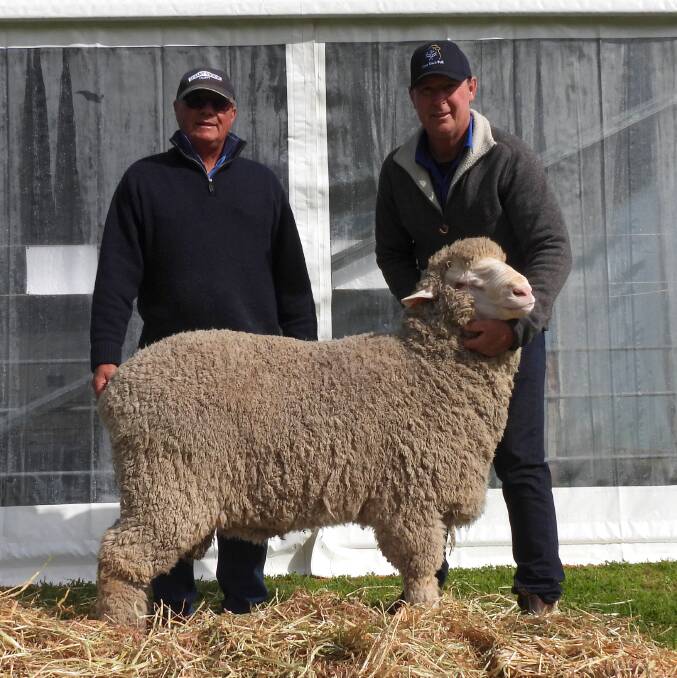 Michael Elmes and Alistair Wells with the $10,000 ram bought by Andrew and Karen Mosey, Andoma Poll Merinos, Mundulla, SA. Photo: Natasha Wells 