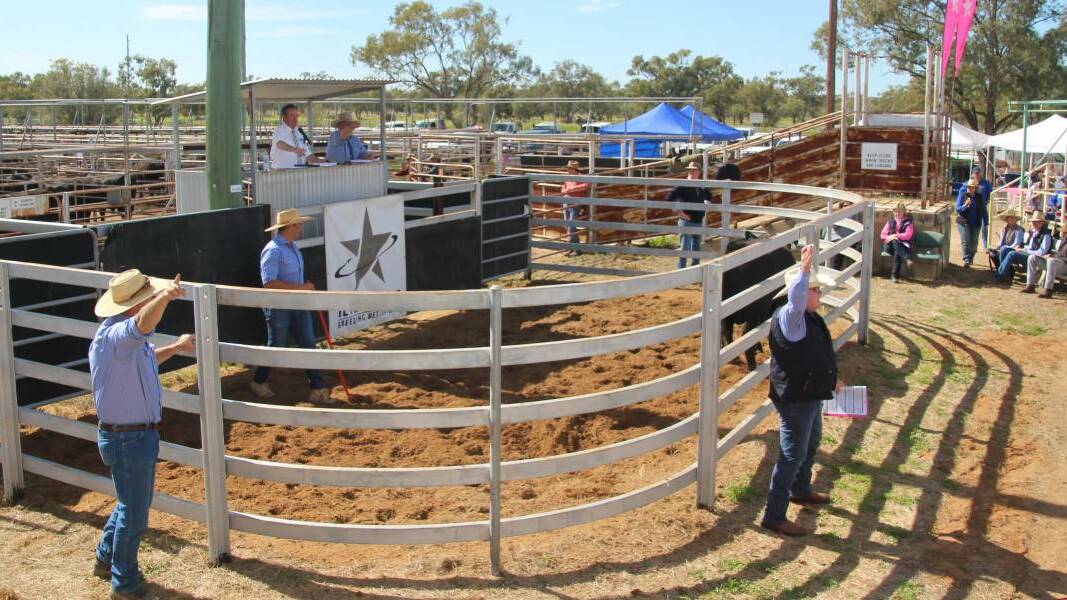 Selling action during the 2020 Te Mania Angus northern bull spring sale at Walgett. Photo: Lisa Druce
