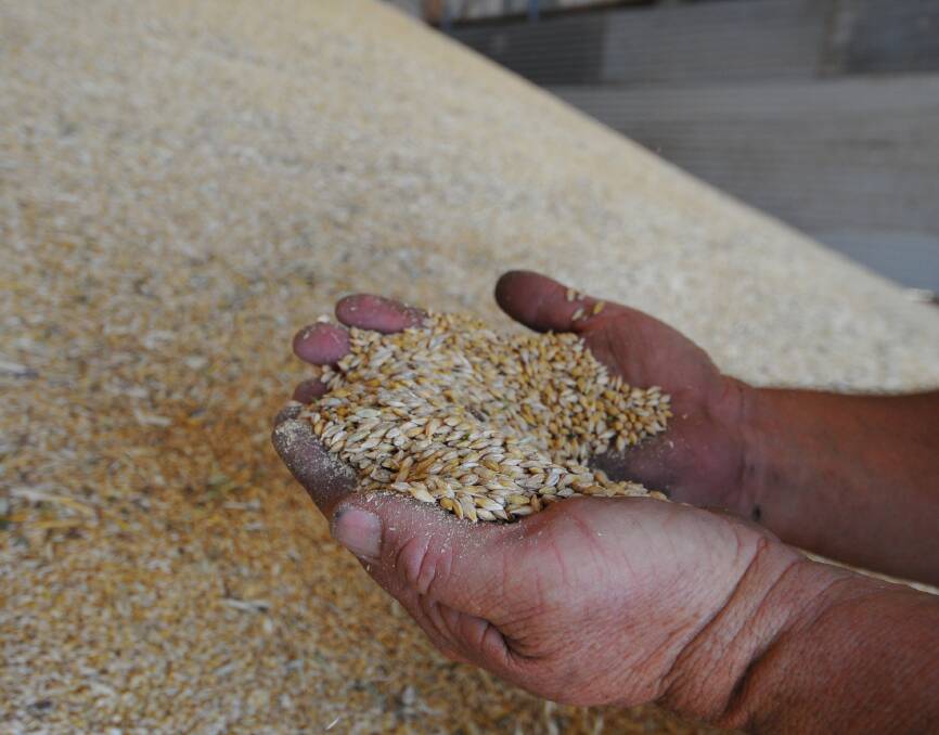 Thirsty beer market tests shrinking malt barley base