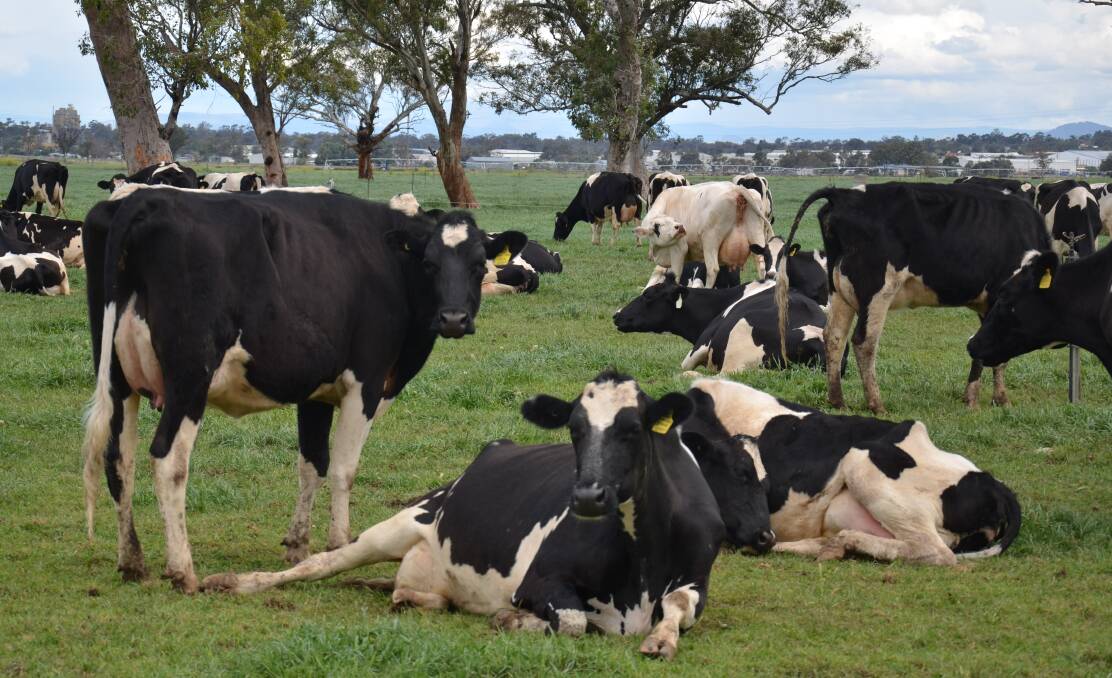 Mandatory dairy code talks start