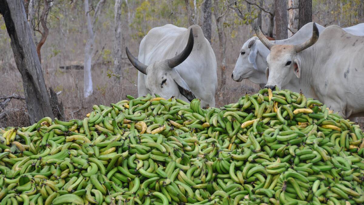 Cattle feeding on dumped bananas on the Watkins property. 