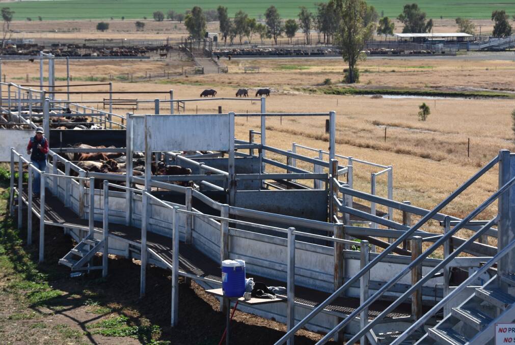 Raised walkways beside the loading pens ensure staff don't need to climb onto trucks or into the loading race at the Brindley Park feedlot at Roma. 