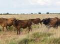 The Kimberley Cattle Portfolio's pastoral leases span an area the size of Belgium. Photo from LAWD.