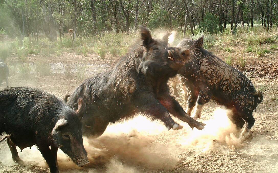Feral pig boss appointed to co-ordinate national cull