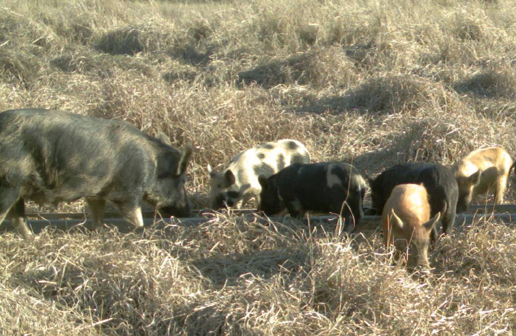 National feral pig hunt needed to reduce swine fever risk