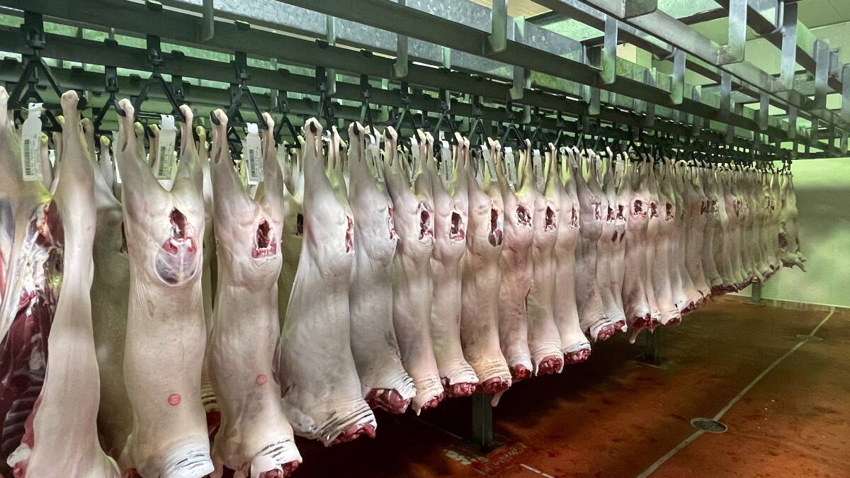 Weighing in: At Western Meat Exporters, Charleville, on average, goats are dressing out at least a kilogram heavier, and increasingly at younger ages, than five years ago. 