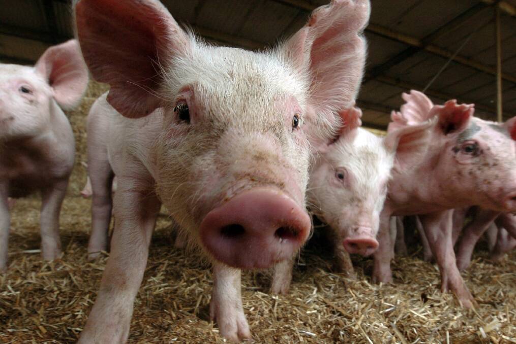 Carbon neutral, zero waste agenda to help pork market growth