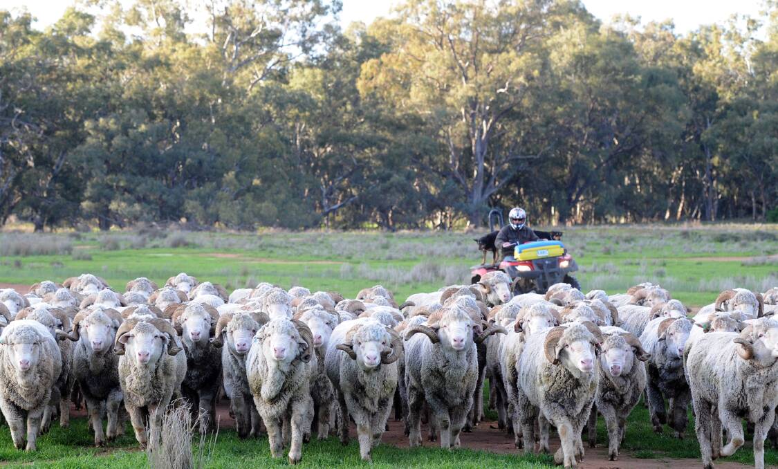 Mustering Merino rams on "Borambil" in southern NSW, one of more than 30 holdings in Paraway Pastoral's livestock property portfolio which now grows by another three after the the Hassad Australia sell-off.  