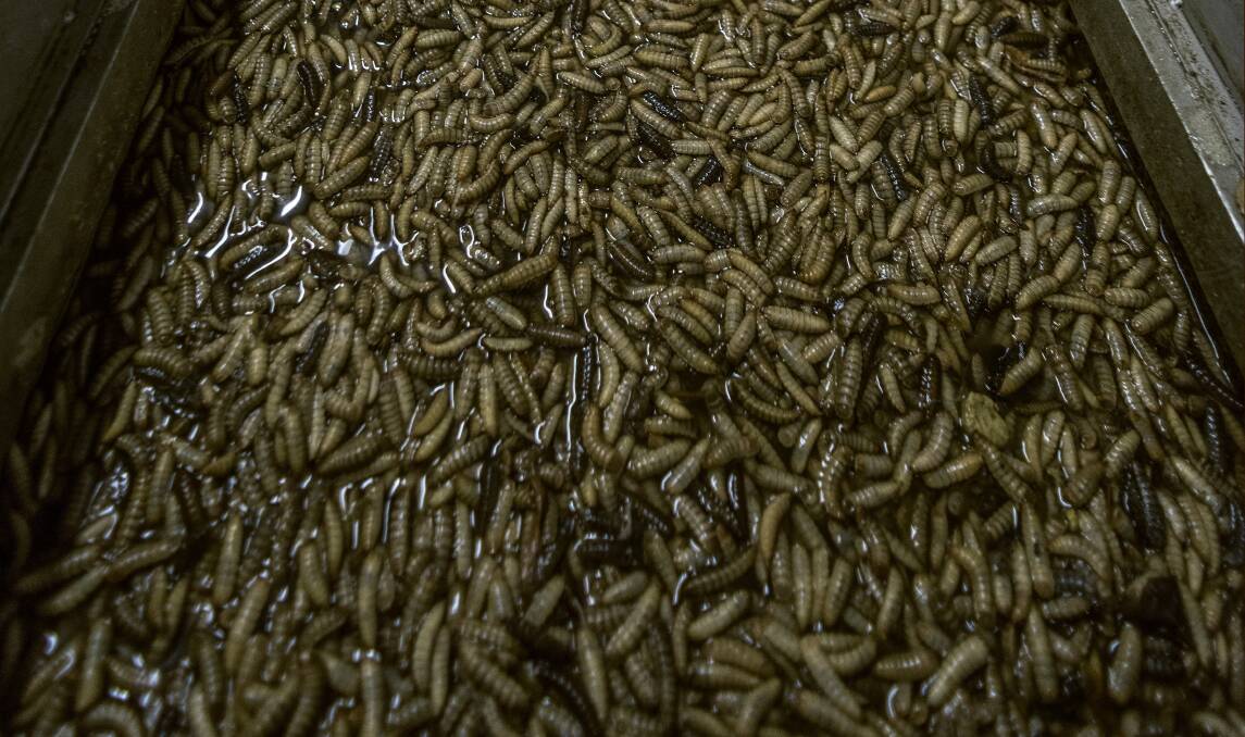 Soldier fly larvae, about to be dried and processed as stockfeed.