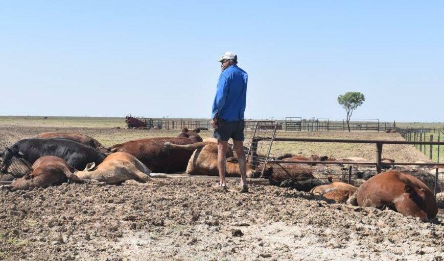 AACo loses 42,000-plus cattle to floods and $57m to drought