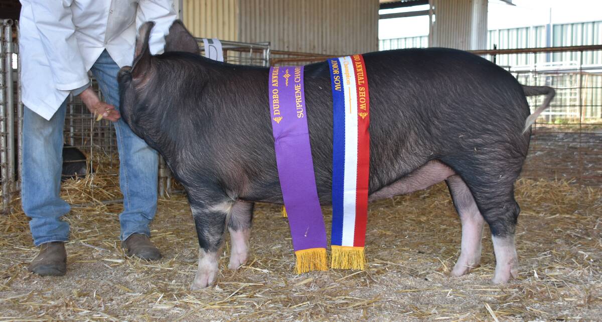 The interbreed junior sow of show and overall supreme sow of the Dubbo Show a Berkshire from River Glen stud, Forbes.