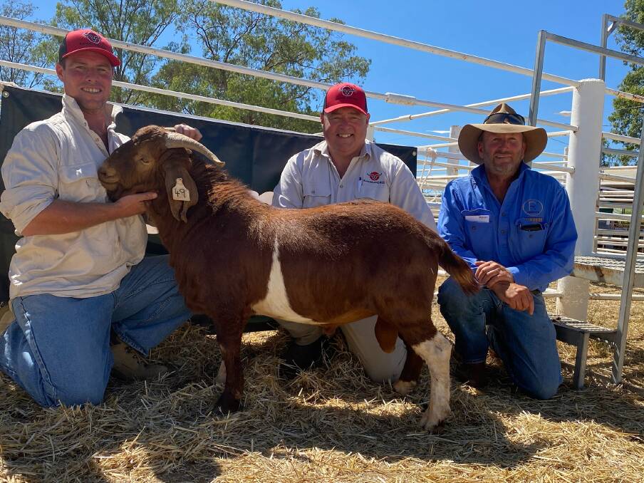 Goats hit new Australian records in first Cobar stud sale