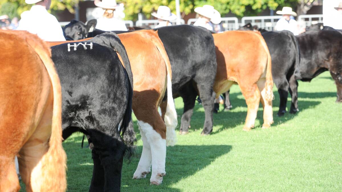 Heavy Red Bend Catholic College steer wins grand champion carcase