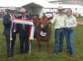Judge Andrew Talbot, Elders Killara Feedlot, Quirindi, with RAS president Michael Millner, Blayney, and the grand champion purebred steer with owners Jacob Kerrisk and Caitlin Rodham, JC Cattle Co, Coolamon. 