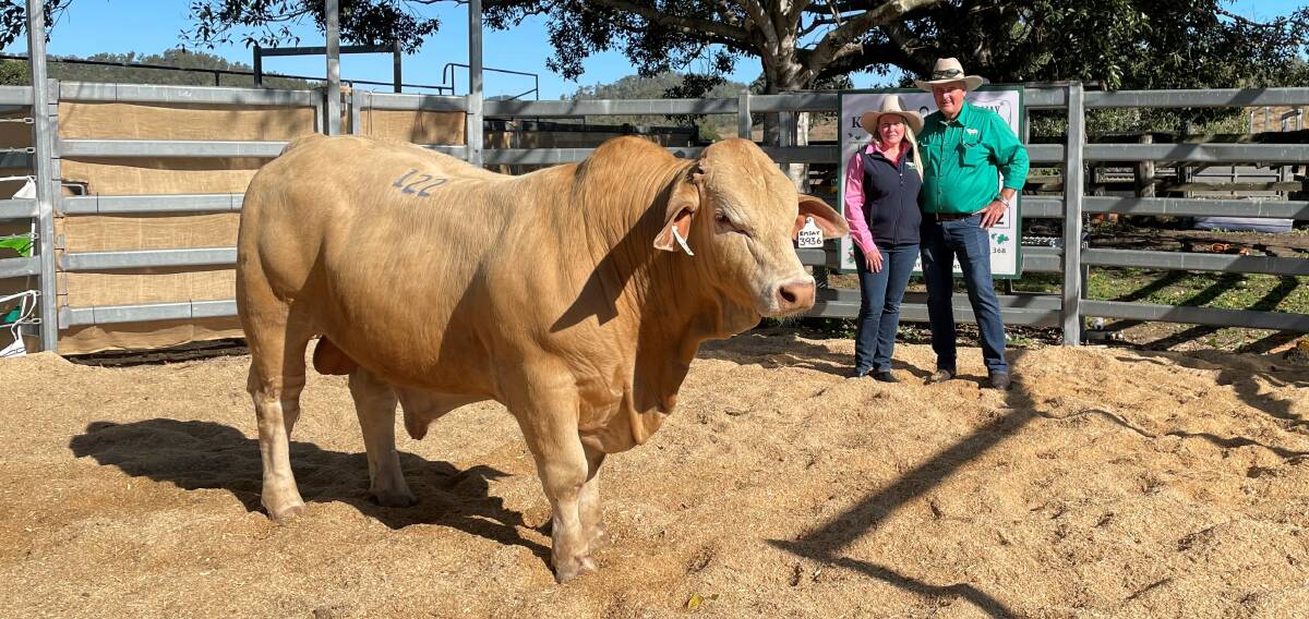 Successful vendors Michael and Lindy Connolly of Emjay Charbrays with their $25,000 top selling Charbray bull, Emjay R3936 which was bought by Rob and Helen Gowland, Sandalwood Cattle Company Pty Ltd, Buddina.