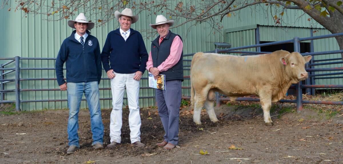 The $26,000 second top-priced bull purchased over the phone by Shirley Barker, Caithness Charolais, Mount Barker, SA with vendor James Millner, Rosedale Charolais, Blayney, auctioneer Paul Dooley, Tamworth and Elders stud stock agent Paul Jameson, Dubbo. 