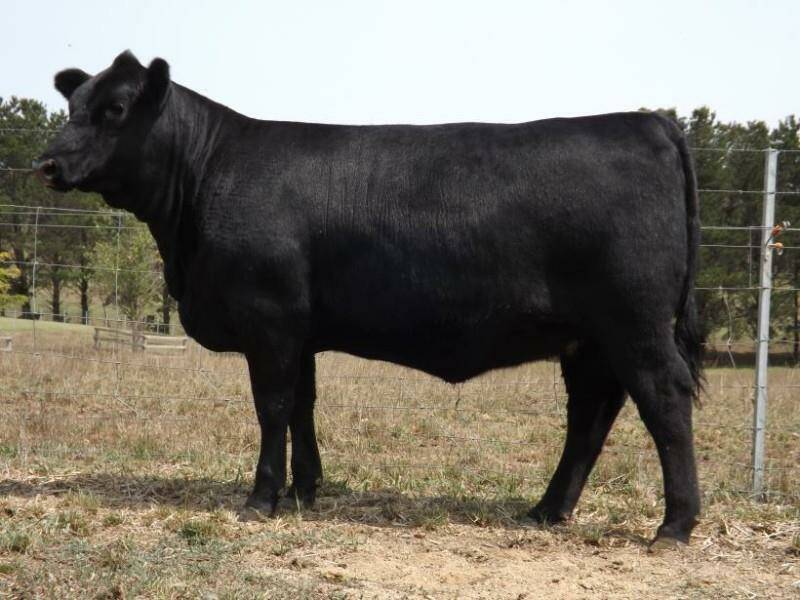 KO Champagne Q68 was the high-selling female snapped up for the $19,000 price tag by Granite Ridge Angus stud, Avenue Range, South Australia. Photo: AuctionsPlus