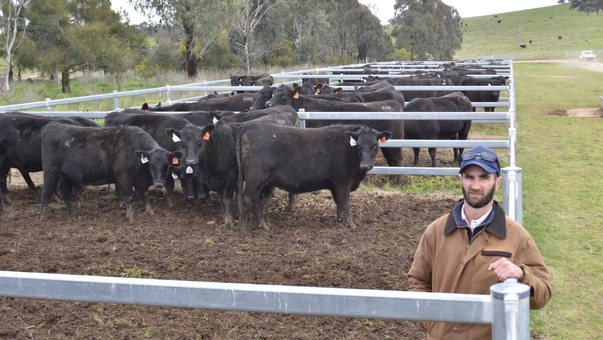Gilmandyke general manager Wade Peatman, Orange, with a pen of the 139 PTIC commercial Angus heifers which averaged $4428/hd. 