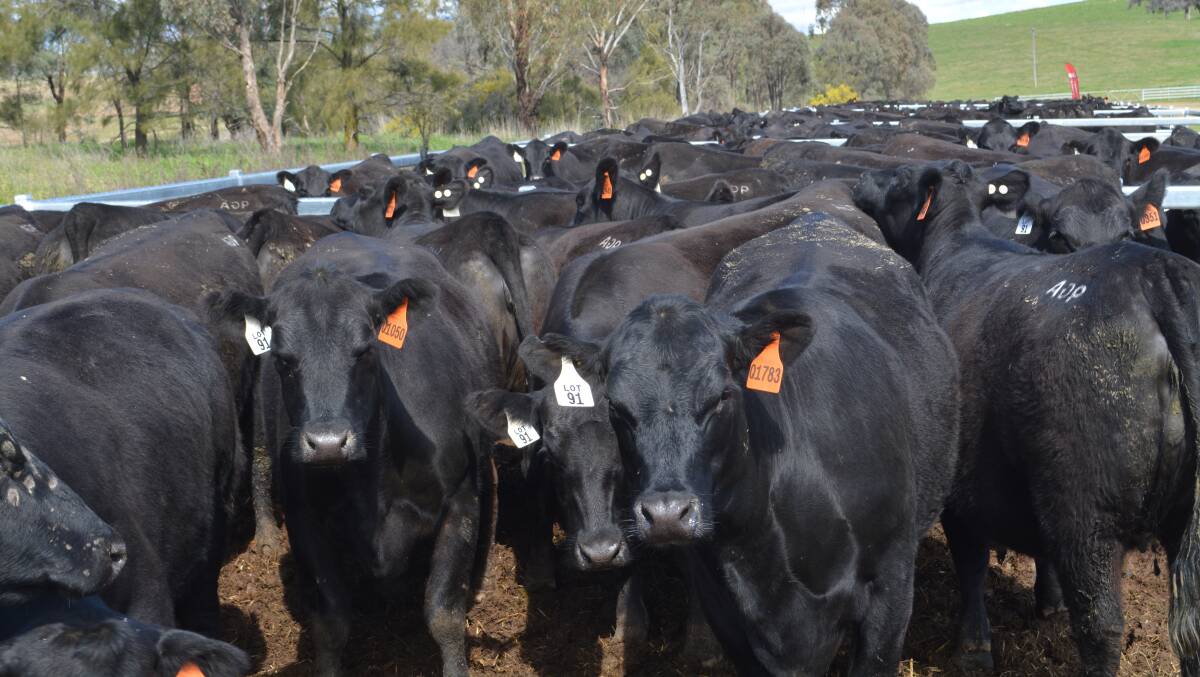 The new selection indexes replace the current Angus Breeding, Domestic, Heavy Grain and Heavy Grass selection indexes, which have been published since 2014. Photo: Hannah Powe 