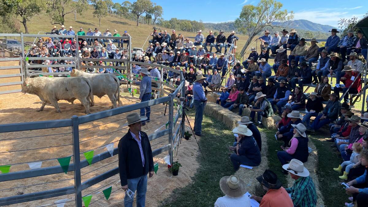 A large buying gallery comprising of over 130 registered buyers were in attendance at the Woolooga sale.