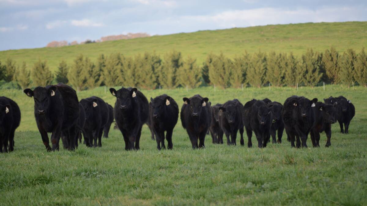 New selection indexes for Angus cattle