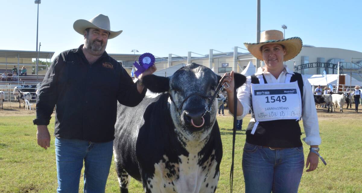 CALF CHAMPION BULL: Greg Ebbeck of Six Star Speckle Park, Bundanoon, NSW sashes Six Star Southern Aurora Justine R10 led by Casey Wieck, Delungra, NSW. 