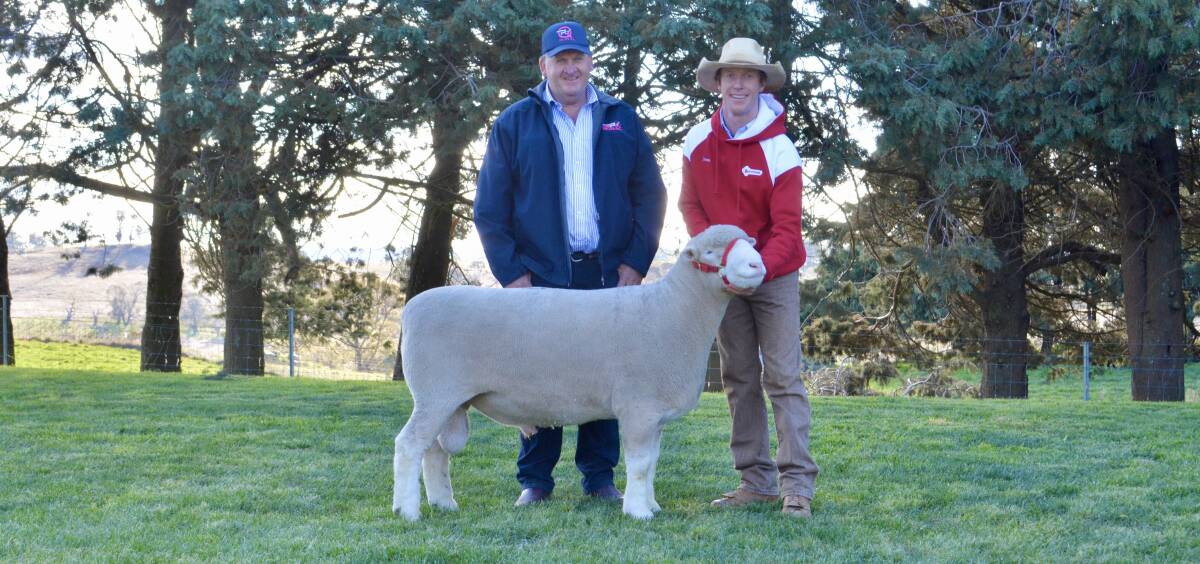 QPL Rural director Craig Pellow, Temora, and James Gilmore of Tattykeel Poll Dorsets, Oberon with the $34,000 second top-priced ram purchased via AuctionsPlus by Roger Wilkinson of Camborn stud, Pooncarie. 