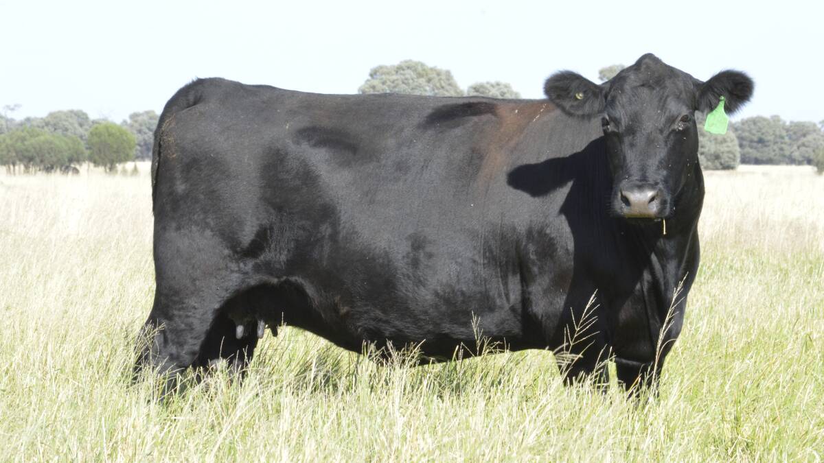 The genetic trend for mature cow weight shows Angus cows have increased in weight by around 40 kilograms in the last 20 years. Photo: Angus Australia