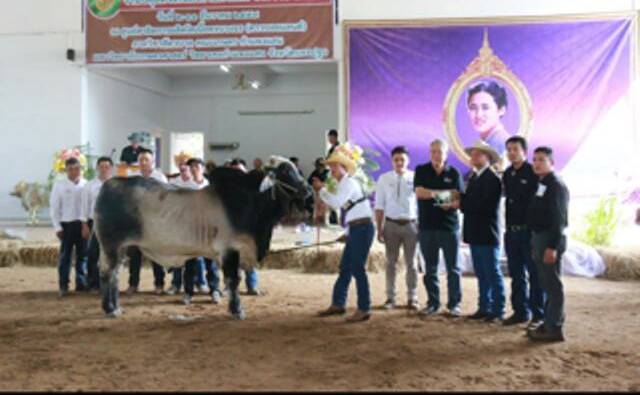 A class winner in the Brahman show in Thailand where Barry Hughes, North Head, Georgetown, judged.
