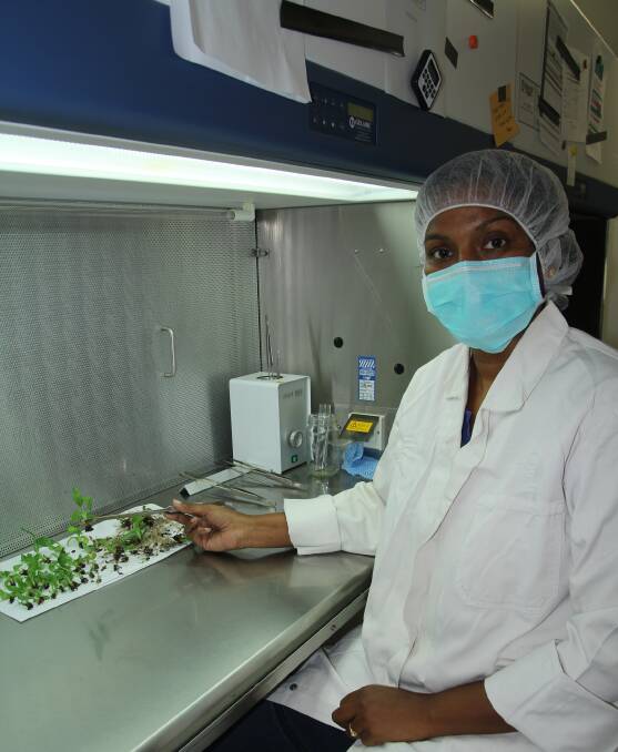 Boosting Biosecurity: Sushma Kolala clones banana plants at Yuruga Nursery's laboratory which can grow out 800 banana plants from a single clone.
