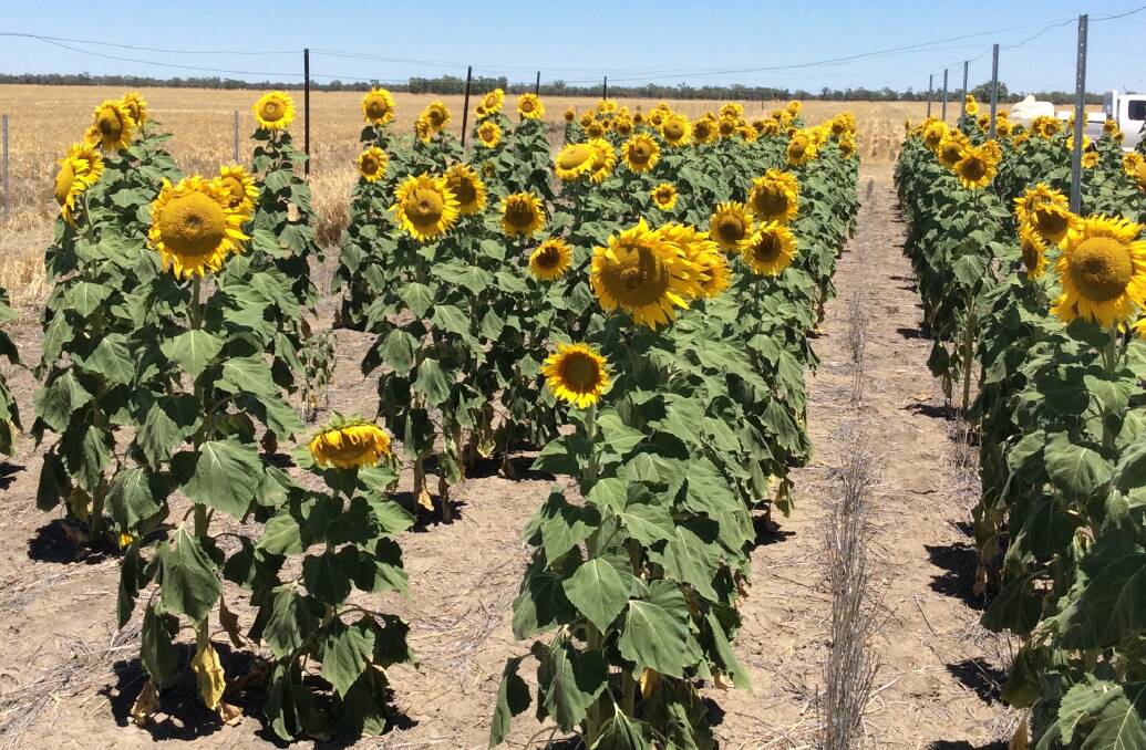 Separate trials testing existing and new sunflower hybrids against Tobacco Streak Virus (TSV) and future farming systems are currently underway.