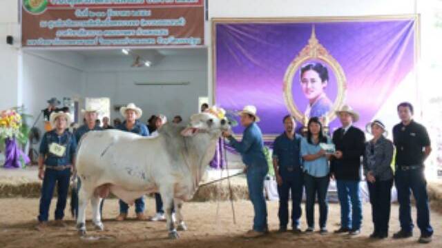 Winner of the junior bull class at a major Brahman show in central Thailand, where Barry Hughes, Gulf Cattleman's Association, judged.
