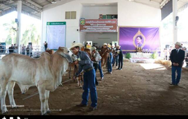 Barry Hughes, president of the Gulf Cattleman's Association, judging junior bulls at a major Brahman show held at the Kamphaeng Saen Campus at the Kasetsart University, Nakhon Prathom Provience, in central Thailand.
