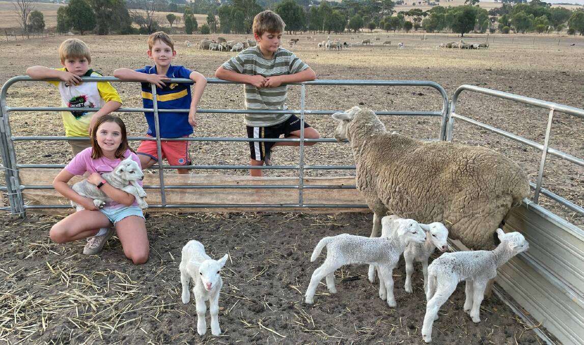  Ten-year-old Charli McAlpine, with siblings Landon Dale, 9, Judah McAlpine, 7, and Lincoln Dale, 6, are loving the baa-ing bonanza of lambs on their farm at St Ronan, near York. The family was amazed when one of their pet Merino ewes delivered a 'flock' of five lambs.