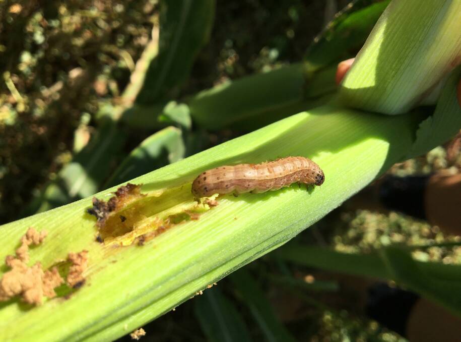The Australian Pesticides and Veterinary Medicines Authority has revealed how many emergency use permits to combat fall armyworm it had received since the invasive pest was found in Queensland in 2020. Picture: QCL File