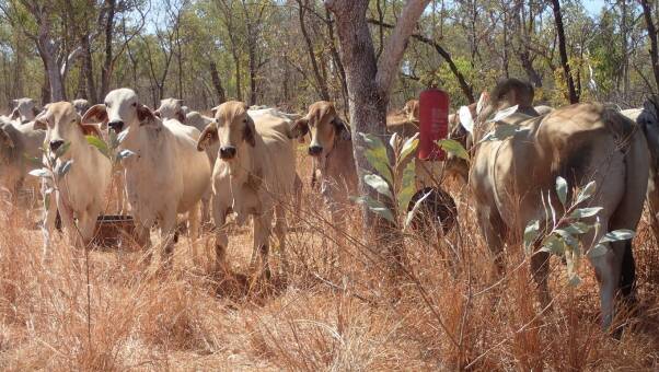 Cattle gather at a wind chime acting as a signal. Picture: NT DPIR. 