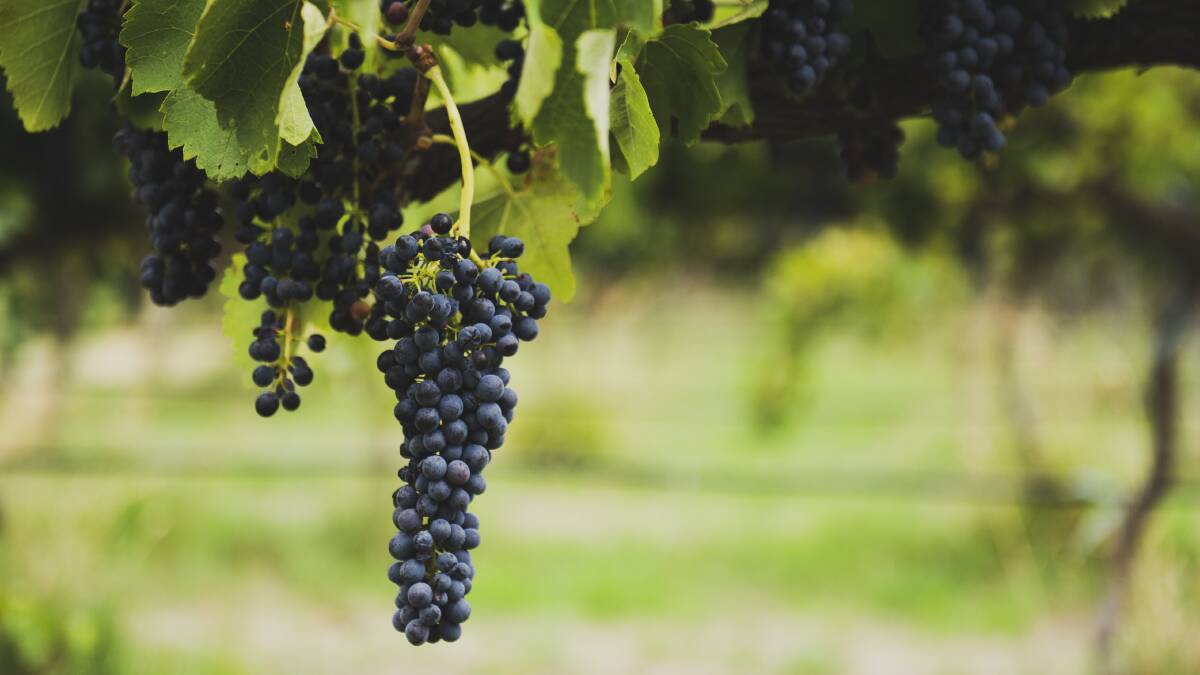 COVID and China tariff 'double whammy' hits winegrowers