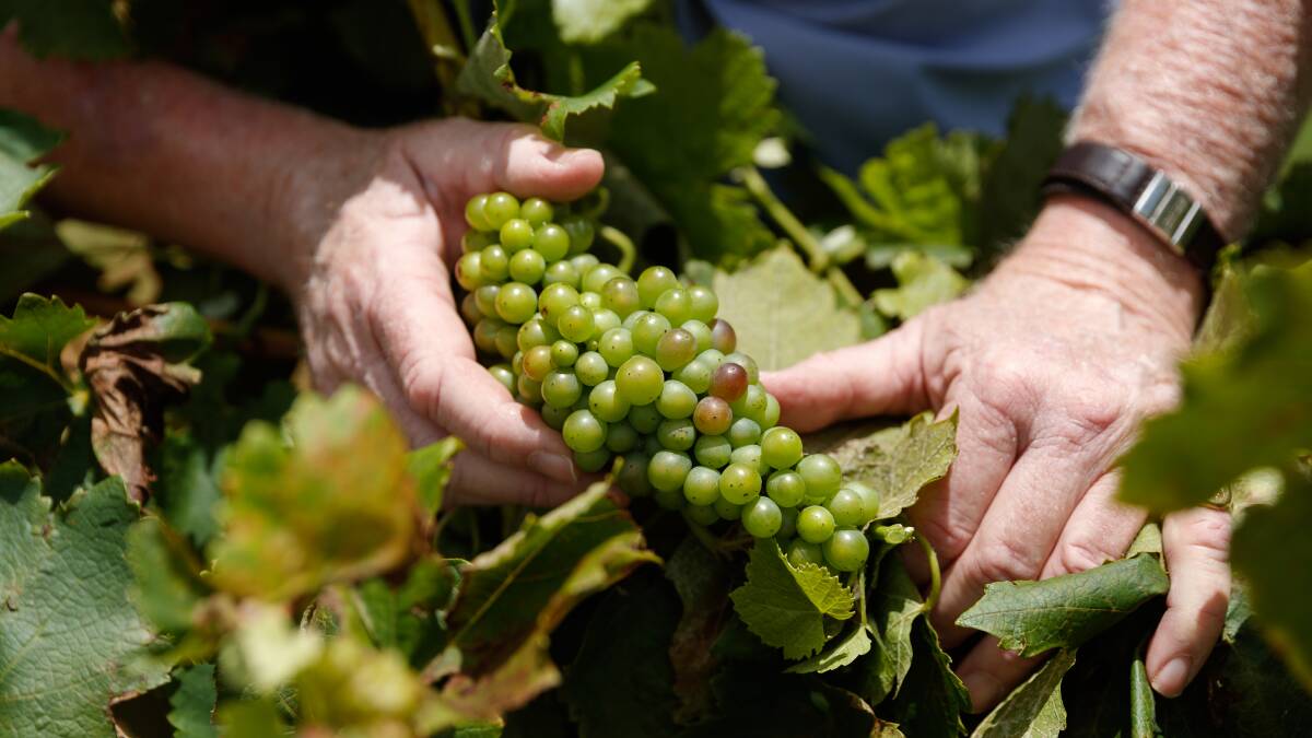 China wine dispute 'highly likely' to follow barley to WTO
