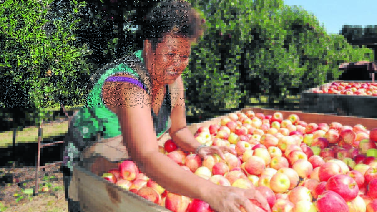 50pc of casual ag workers from overseas as harvest time nears: report